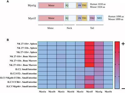 Myosin 1g and 1f: A Prospective Analysis in NK Cell Functions